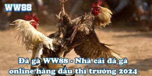 Đá gà WW88 - Nhà cái đá gà online hàng đầu thị trường 2024