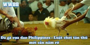 Đá gà cựa dao Philippines - Luật chơi tân thủ mới cần nắm rõ