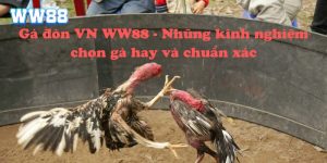 Gà đòn VN WW88 - Những kinh nghiệm chọn gà hay và chuẩn xác