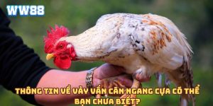 Thông tin về vảy vấn cán ngang cựa có thể bạn chưa biết?