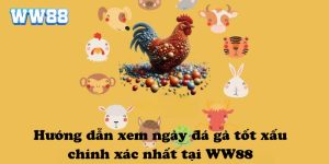 Hướng dẫn xem ngày đá gà tốt xấu chính xác nhất tại WW88